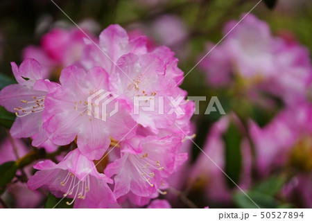 淡い色合いが美しいシャクナゲの花 50527894