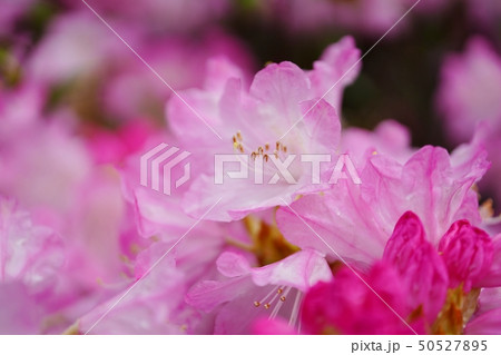 淡い色合いが美しいシャクナゲの花の写真素材