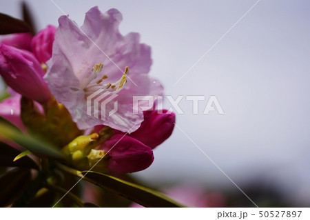 淡い色合いが美しいシャクナゲの花 50527897