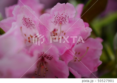 淡い色合いが美しいシャクナゲの花 淡い色合いが美しいシャクナゲの花 50527901