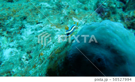 海洋生物 海の生き物 アンナウミウシ 海洋生物 海の生き物 アンナウミウシ 50527994