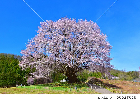群馬県片品村の天王桜 群馬県片品村の天王桜 50528059