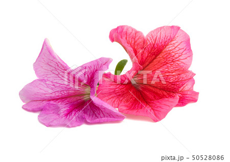 petunia flower isolated 50528086