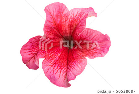 petunia flower isolated petunia flower isolated 50528087