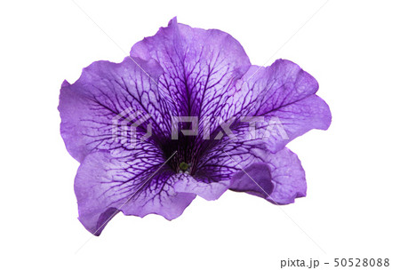 petunia flower isolated petunia flower isolated 50528088