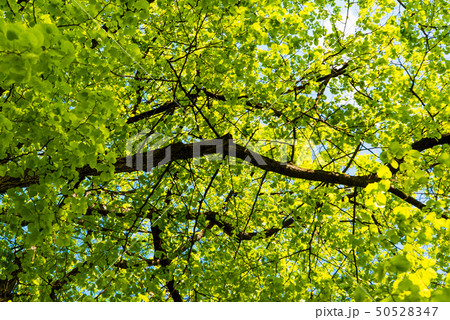 spring branches with green foliage 50528347