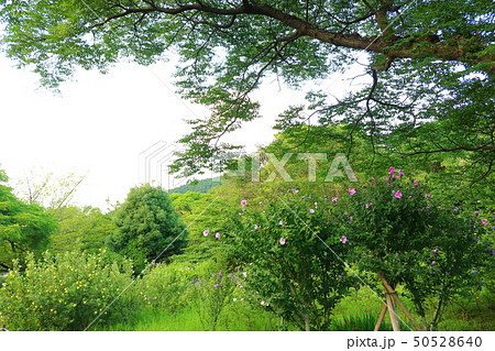 風景 観光 風 50528640