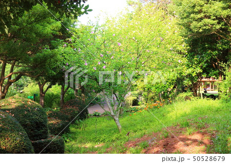 風景 観光 風 50528679