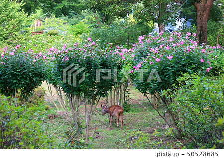 風景 観光 風 50528685