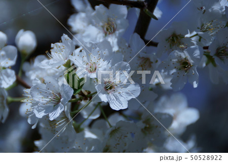 李 スモモ 花言葉は 誠意 の写真素材