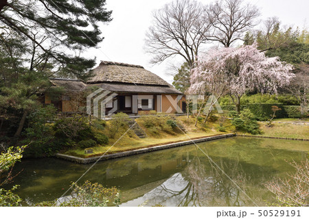 桂離宮 笑意軒 枝垂れ桜 桂離宮 笑意軒 枝垂れ桜 50529191