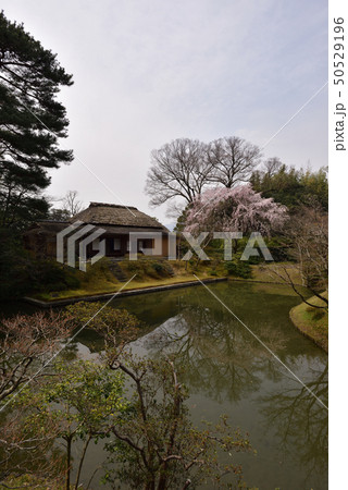 桂離宮 笑意軒 枝垂れ桜 桂離宮 笑意軒 枝垂れ桜 50529196