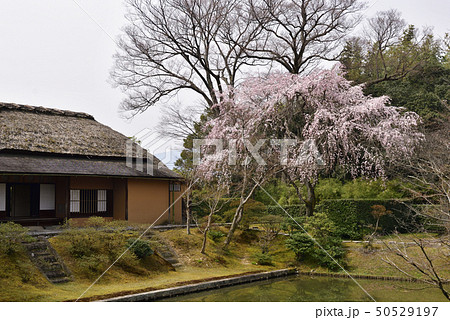 桂離宮　笑意軒　枝垂れ桜 50529197