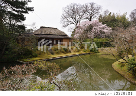 桂離宮 笑意軒 枝垂れ桜 桂離宮 笑意軒 枝垂れ桜 50529201