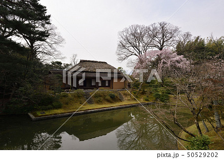 桂離宮　笑意軒　枝垂れ桜 50529202