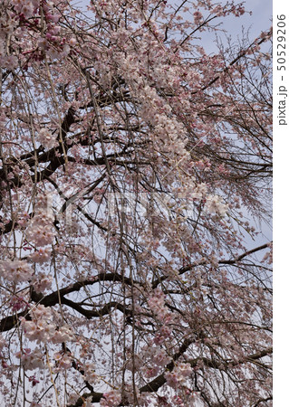 桂離宮 笑意軒 枝垂れ桜 桂離宮 笑意軒 枝垂れ桜 50529206