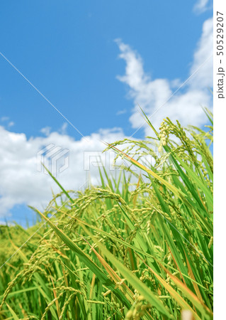 夏の稲 (8月) 夏の稲 (8月) 50529207