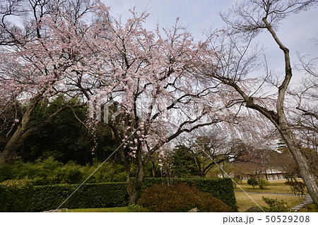 桂離宮 笑意軒 枝垂れ桜 桂離宮 笑意軒 枝垂れ桜 50529208