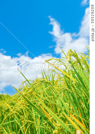 夏の稲 (8月) 夏の稲 (8月) 50529209