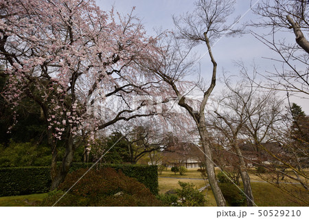 桂離宮 笑意軒 枝垂れ桜 桂離宮 笑意軒 枝垂れ桜 50529210
