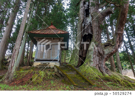 石原白山社の大杉 北安曇郡小谷村 石原白山社の大杉 北安曇郡小谷村 50529274