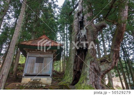 石原白山社の大杉　　　北安曇郡小谷村 50529279