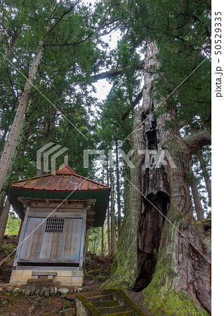 石原白山社の大杉　　　北安曇郡小谷村 50529335