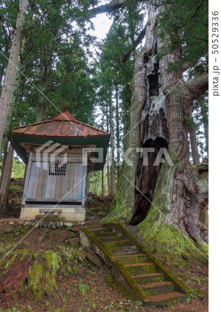 石原白山社の大杉 北安曇郡小谷村 石原白山社の大杉 北安曇郡小谷村 50529336