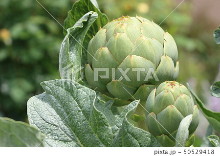 アーティチョーク 50529418