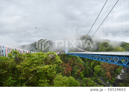 雨上がりの竜神大吊橋 雨上がりの竜神大吊橋 50529603