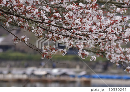 嵯峨野嵐山 桜 嵯峨野嵐山 桜 50530245