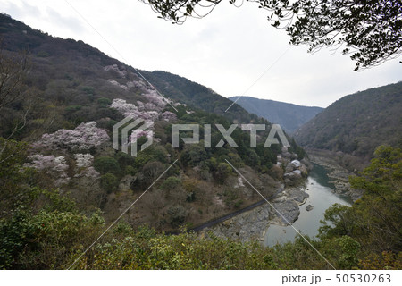 嵯峨野嵐山 保津峡谷の桜 嵯峨野嵐山 保津峡谷の桜 50530263