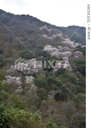 嵯峨野嵐山 桜 嵯峨野嵐山 桜 50530264