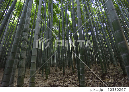 嵯峨野嵐山 野宮竹 竹林の小径 嵯峨野嵐山 野宮竹 竹林の小径 50530267