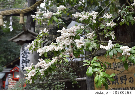 野宮神社　黒木の鳥居 50530268