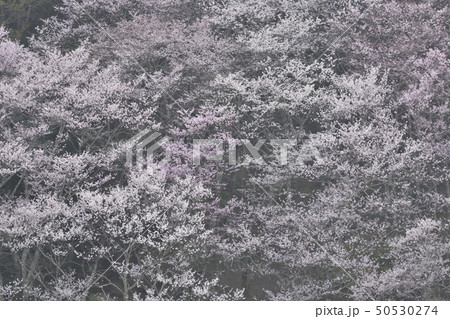 嵯峨野嵐山　桜 50530274