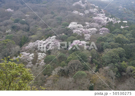 嵯峨野嵐山 桜 嵯峨野嵐山 桜 50530275