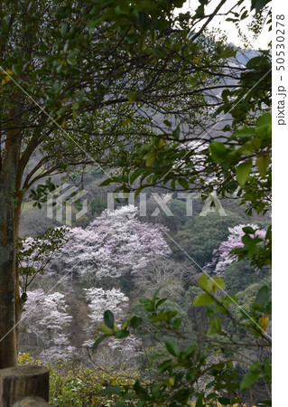 嵯峨野嵐山 桜 嵯峨野嵐山 桜 50530278