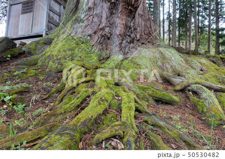 石原白山社の大杉:根 北安曇郡小谷村 石原白山社の大杉:根 北安曇郡小谷村 50530482