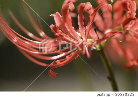 彼岸花(ヒガンバナ・曼珠沙華) 彼岸花(ヒガンバナ・曼珠沙華) 50530828