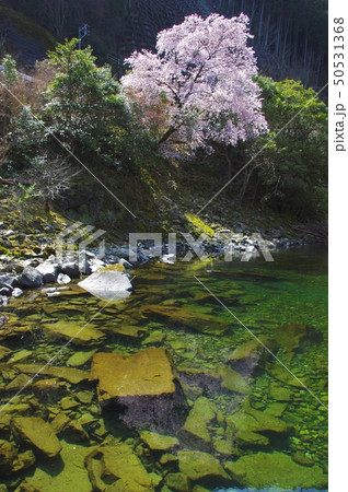 古座川沿いの満開のクマノザクラの木 和歌山県東牟婁郡古座川町 古座川沿いの満開のクマノザクラの木 和歌山県東牟婁郡古座川町 50531368