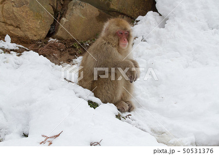 Snow Monkey Park 11 Snow Monkey Park 11 50531376