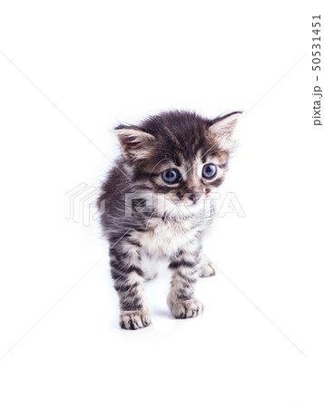 Gray striped kitten with blue eyes. Isolated white Gray striped kitten with blue eyes. Isolated white 50531451