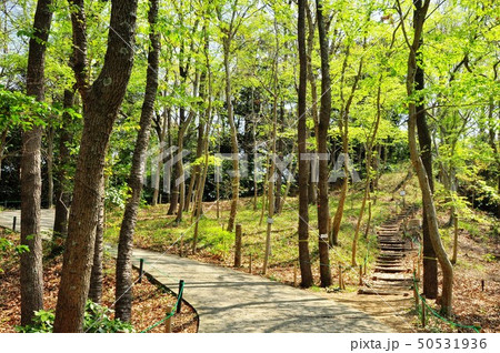 二宮　吾妻山公園の新緑と散策路 50531936