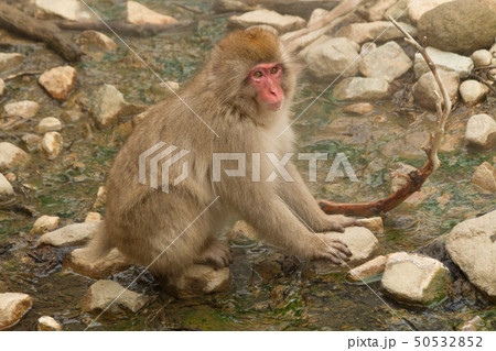 Snow Monkey Park 14 50532852
