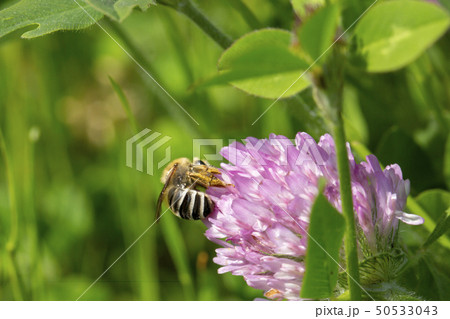 アカツメグサと蜜蜂 アカツメグサと蜜蜂 50533043