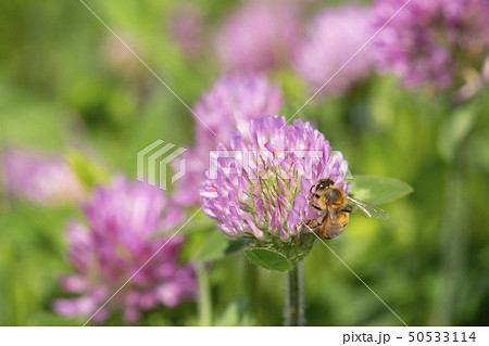 アカツメグサと蜜蜂 アカツメグサと蜜蜂 50533114