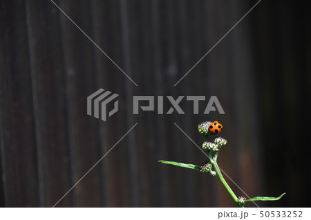 ナナホシテントウムシ 50533252