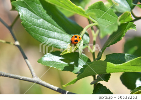 ナナホシテントウムシ 50533253