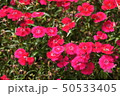 ダイアンサスの花（赤） 50533405